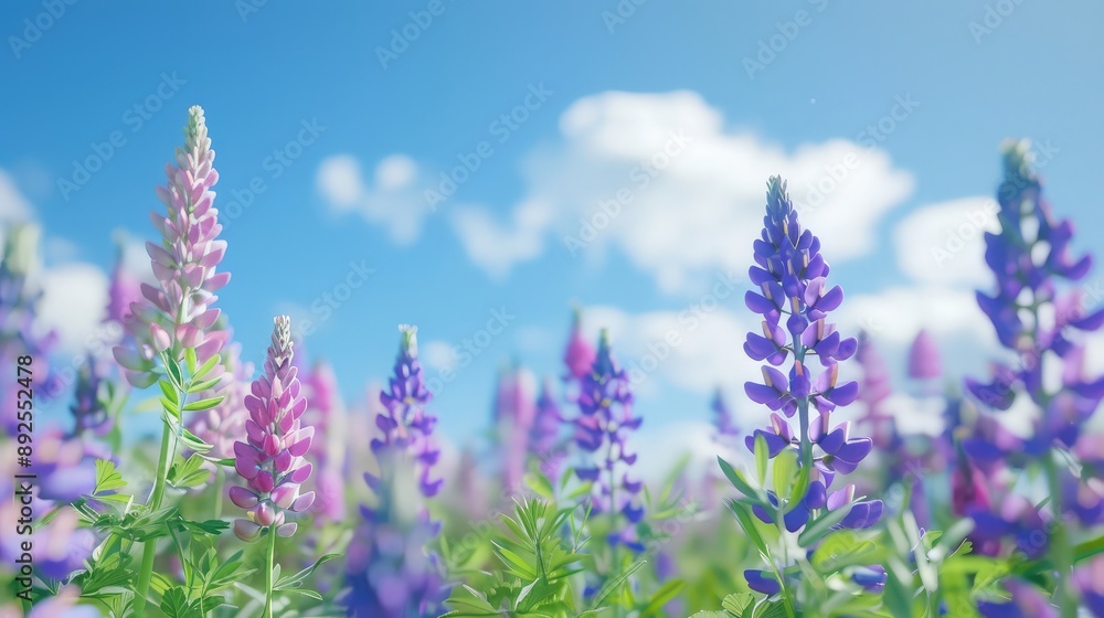 Sticker A field of lupines blooming under a clear blue sky.