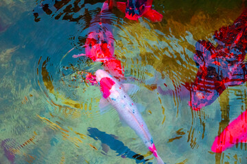 Colorful koi fish swimming in the pond, closeup of photo