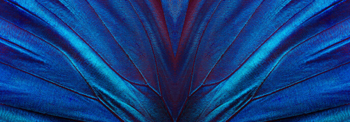 wings of a blue tropical morpho butterfly. abstract pattern from morpho wings. butterfly wings...