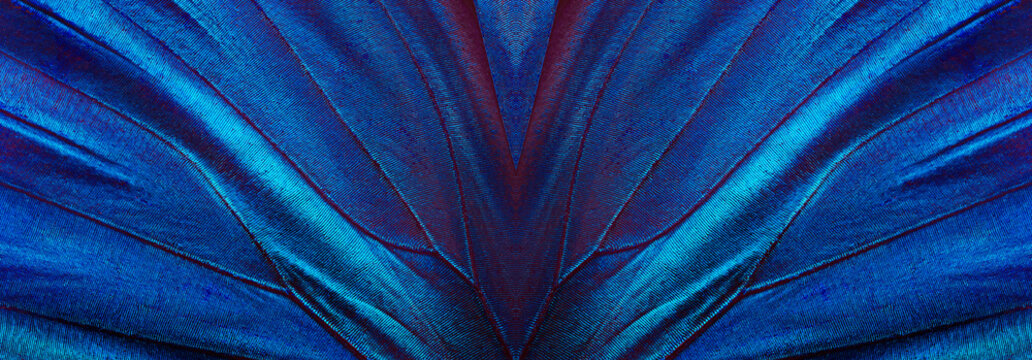 wings of a blue tropical morpho butterfly. abstract pattern from morpho wings. butterfly wings texture background. 