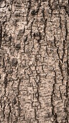 Rough bark pattern for background