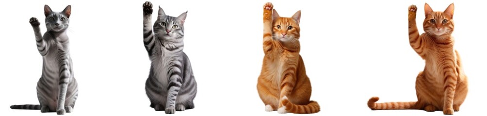 cat raising paw on transparent isolated background (PNG)