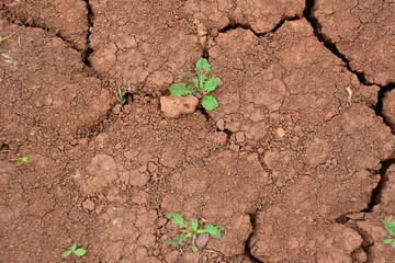 a green plant in a dry red soil with a small plant growing out of it 
