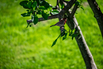 Cardinal on tree branch