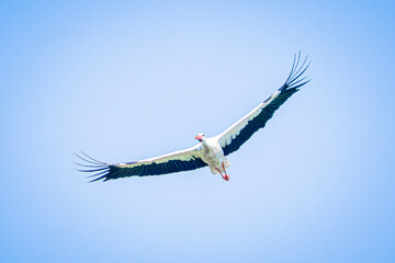 Obraz premium white stork