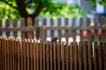 Bird on a picket fence 