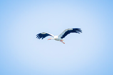Obraz premium white stork