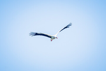 white stork