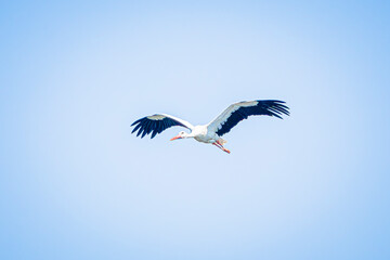 white stork