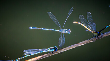 dragonfly
