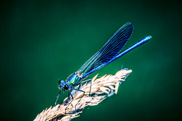 dragonfly on a leaf