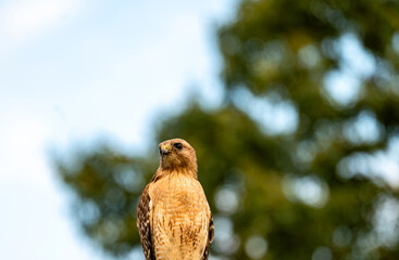 hawk in the forest