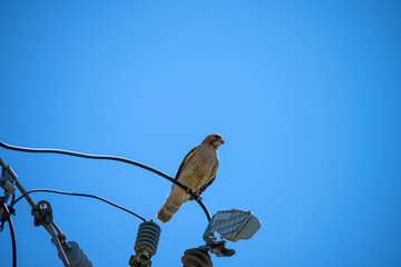 Falcon resting on electric line