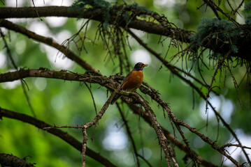 red robin on branch