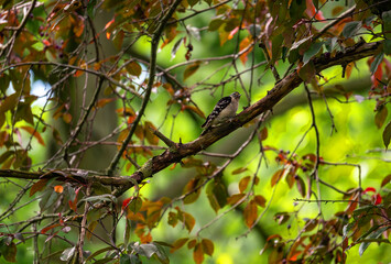 Red-headed woodpecker 