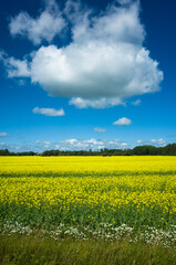 Swedish countryside, Beautiful yellow flowering rapeseed field against blue sky with white fluffy cloud on a summer sunny day, Västmanland, Sweden