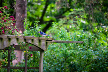 Blue Jay bird on a fence