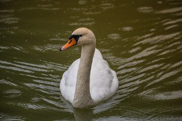swan on the lake