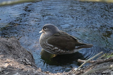cute mandarin bird female