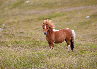 Cute and wild Shetland pony roaming the Shetland islands, Scotland