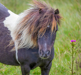 Cute and wild Shetland pony roaming the Shetland islands, Scotland
