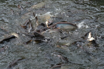Fish in the pond for cooking
