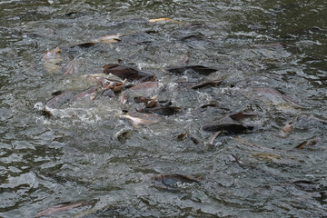 Fish in the pond for cooking