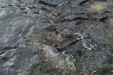Fish in the pond for cooking