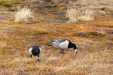 Bernache nonnette, .Branta leucopsis, Barnacle Goose, Longyearbyen, Spitzberg, Svalbard, Norvège