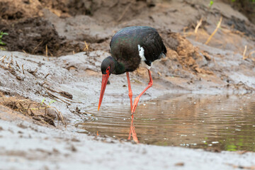 Cigogne noire,.Ciconia nigra, Black Stork