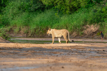Fototapeta premium lion, femelle, lionne, Panthera leo, Parc national Kruger, Afrique du Sud