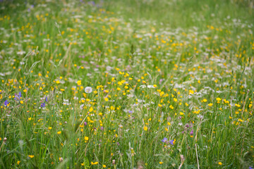 Blühende Wildblumen Wiese