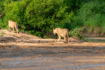 lion, femelle, lionne, Panthera leo, Parc national Kruger, Afrique du Sud