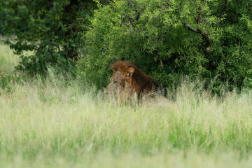 lion, mâle, Panthera leo, Parc national Kruger, Afrique du Sud
