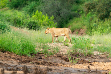 lion, femelle, lionne, Panthera leo, Parc national Kruger, Afrique du Sud