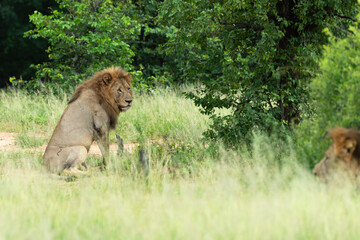 Naklejka premium lion, mâle, Panthera leo, Parc national Kruger, Afrique du Sud