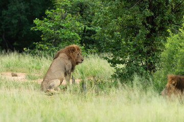 lion, mâle, Panthera leo, Parc national Kruger, Afrique du Sud