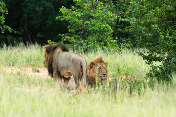 lion, mâle, Panthera leo, Parc national Kruger, Afrique du Sud
