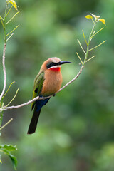 Guêpier à front blanc,.Merops bullockoides, White fronted Bee-eater