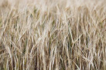 Close-up of ripe golden wheat with vintage effect