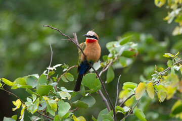 Guêpier à front blanc,.Merops bullockoides, White fronted Bee-eater