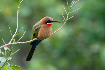 Guêpier à front blanc,.Merops bullockoides, White fronted Bee-eater