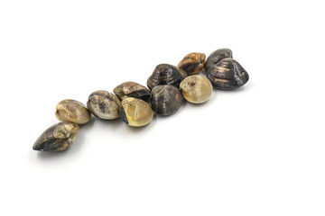 Closed up fresh baby clams, venus shell, shellfish, carpet clams, short necked clams, as raw food from the sea are the seafood ingredients. fresh clams Background. seafood.Isolated on white background