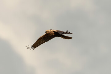 Busard des roseaux,.Circus aeruginosus, Western Marsh Harrier