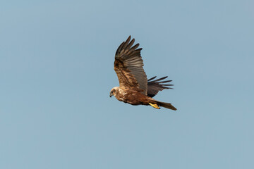 Busard des roseaux,.Circus aeruginosus, Western Marsh Harrier