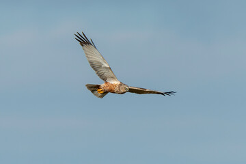 Busard des roseaux,.Circus aeruginosus, Western Marsh Harrier