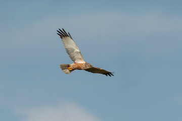 Busard des roseaux,.Circus aeruginosus, Western Marsh Harrier