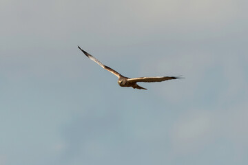 Busard des roseaux,.Circus aeruginosus, Western Marsh Harrier