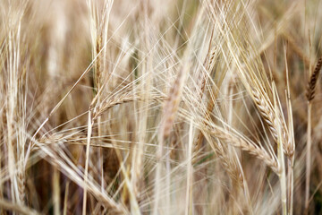 Close-up of ripe golden wheat with vintage effect