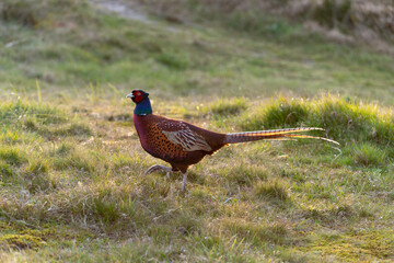 Faisan de Colchide,.Phasianus colchicus, Common Pheasant